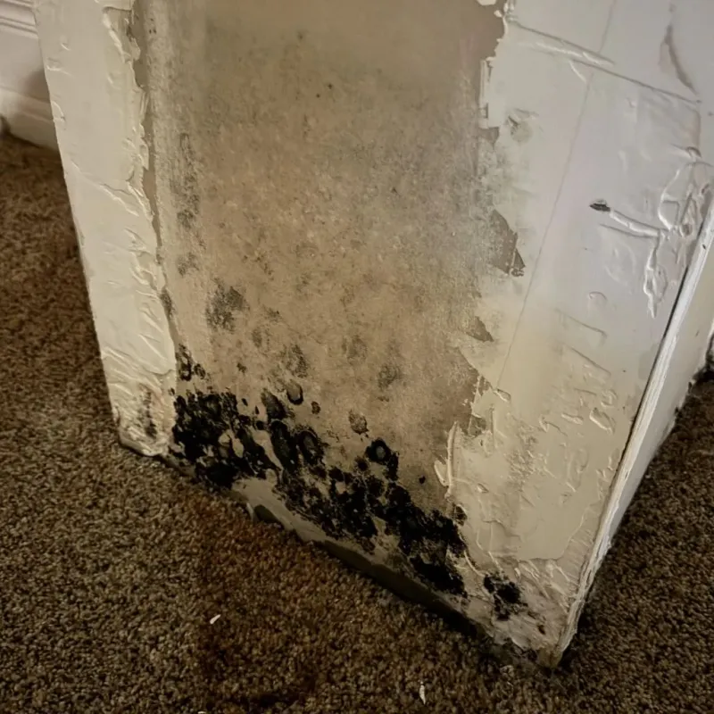 Professional Mold Removal in Harper, KS